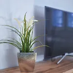 Appartement Center
